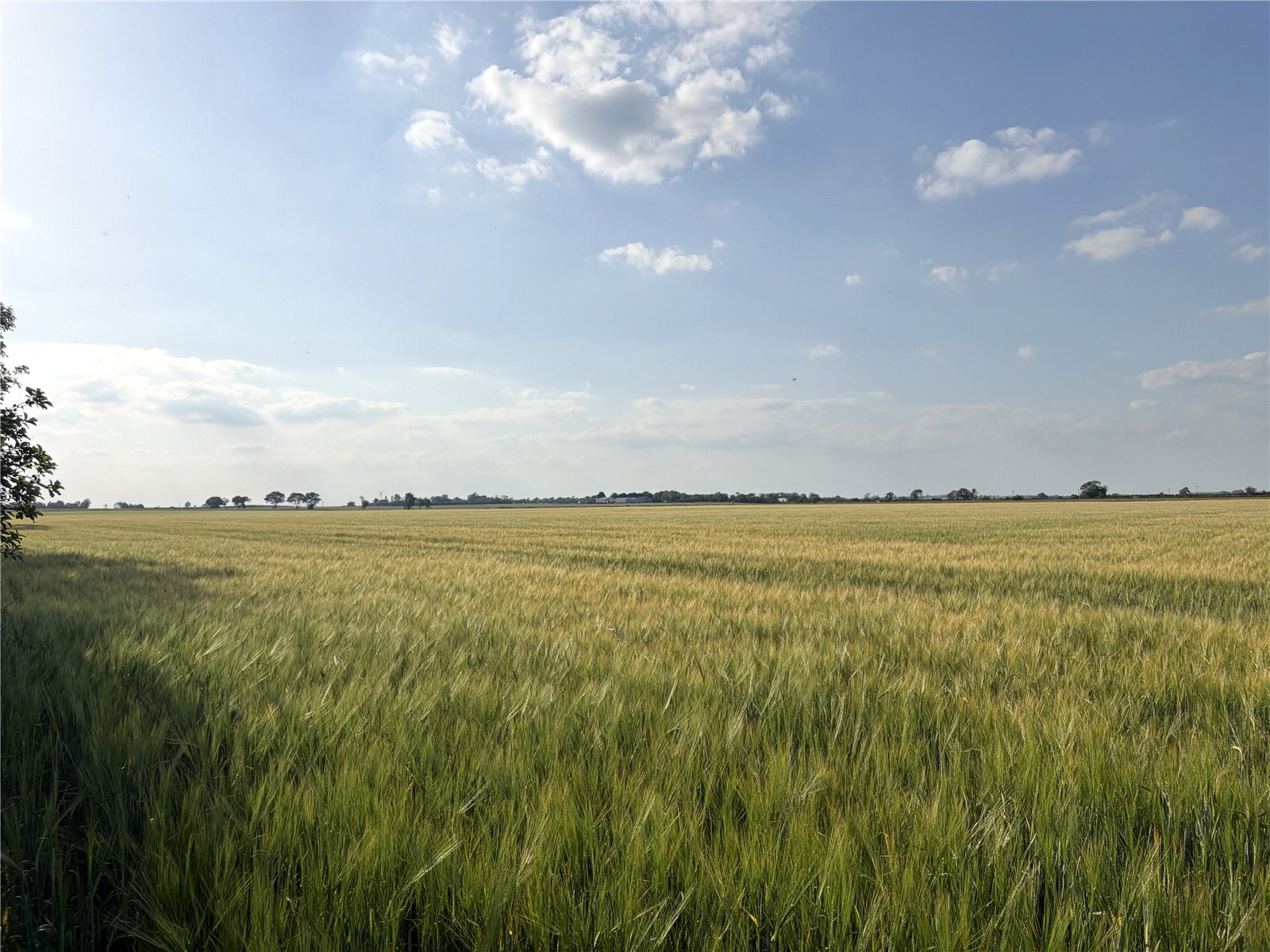 Arable Farm