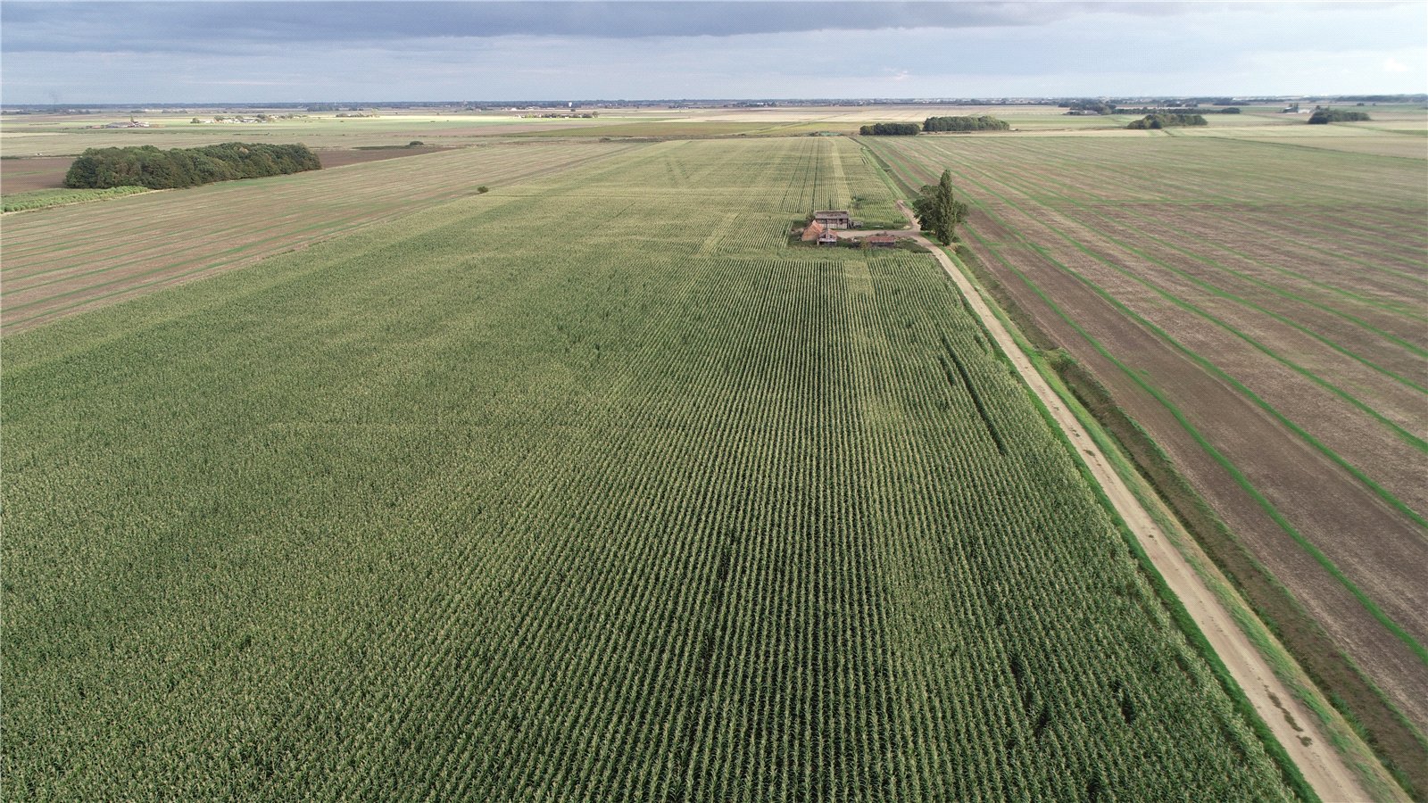 160 ACRES OF STANDING CROP OF MAIZE